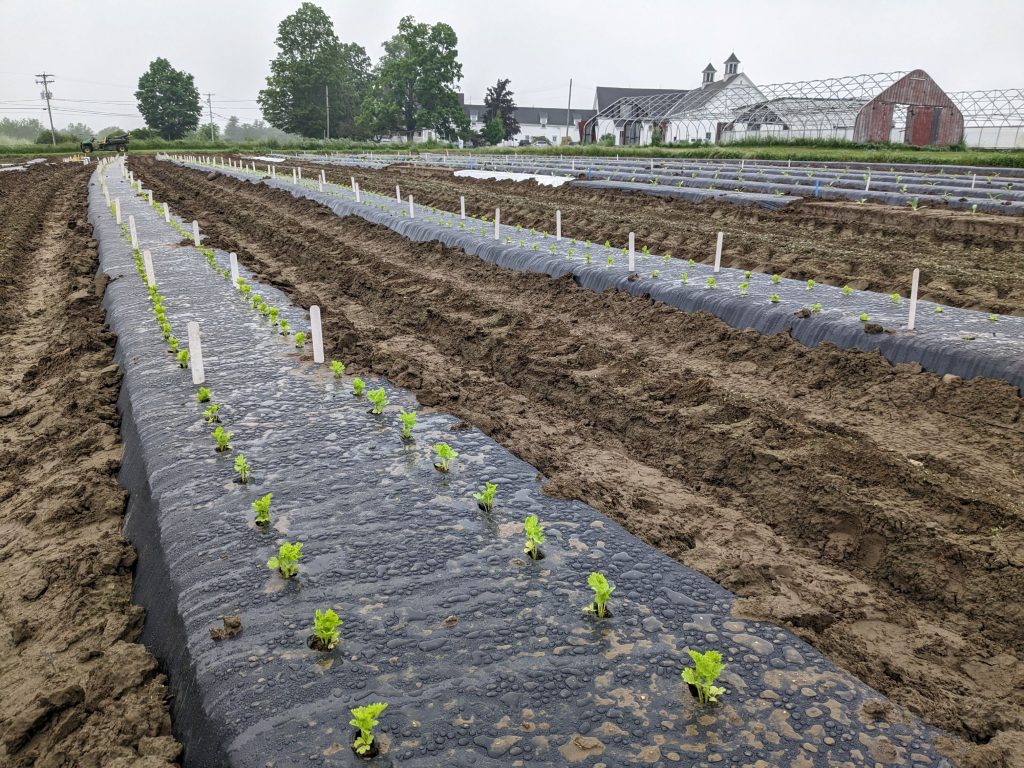 Rows of celery plant seedlings in a field at University of Maine's Highmoor Farm.