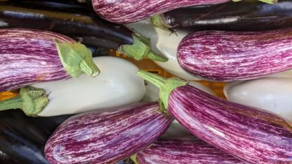 Close up of a variety of purple and white eggplant after harvest.