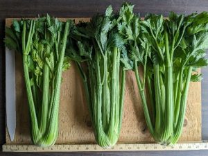 Three bunches of Bachata celery to show cultivar appearance