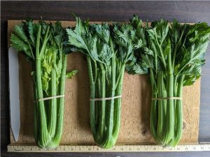 Three bunches of Bachata celery banded on table.