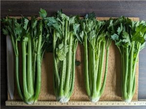 Four bunches of Balada celery to show cultivar appearance