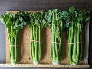 Four bunches of Balada celery banded together