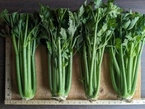 Four bunches of Command celery to show cultivar appearance while not banded