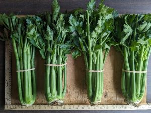 Four bunches of Command celery banded to show cultivar appearance