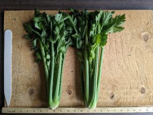 Two bunches of Fandango celery to show cultivar traits