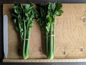 Two bunches of Fandango celery in bands