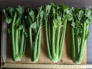 Four bunches of Frevo celery to show cultivar traits