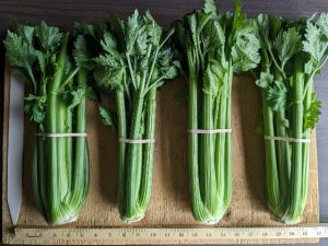 Four bunches of Frevo celery banded