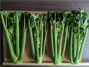 Four bunches of Goodwin celery to show cultivar traits