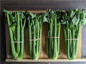 Four bunches of Goodwin celery banded together