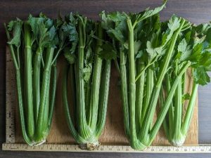 Four bunches of Hadrian celery to show cultivar traits