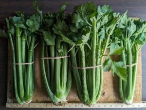 Four bunches of Hadrian celery banded together