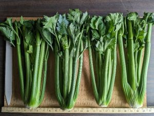 Four bunches of Hudson celery to show cultivar traits