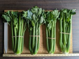 Four bunches of Hudson celery banded together