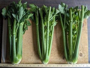 Three bunches of Huron celery to show cultivar traits