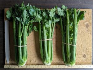 Three bunches of Huron celery to show cultivar traits