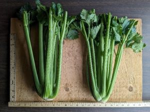 Two bunches of Kelvin celery to show cultivar traits