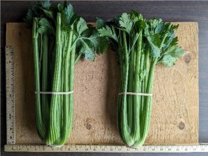 two bunches of Kelvin celery banded