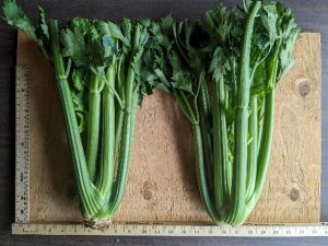 two bunches of Merengo celery to show cultivar traits