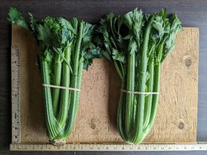 two bunches of Merengo celery banded