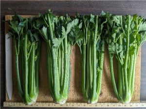 Four bunches of Rivalry celery to show cultivar traits