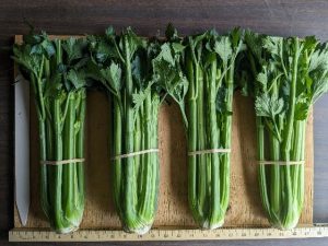 Four bunches of Rivalry celery banded together