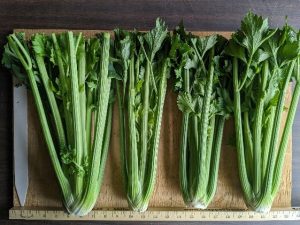 Four bunches of Sabroso celery to show cultivar traits