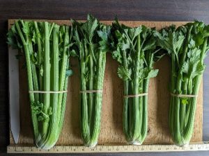 Four bunches of Sabroso celery banded together