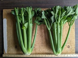 Two bunches of Stalker celery to show cultivar traits