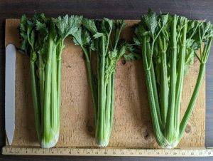 Three bunches of TZ6200 celery to show cultivar traits