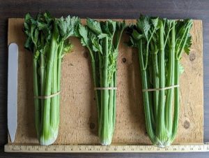 Three bunches of TZ6200 celery banded together