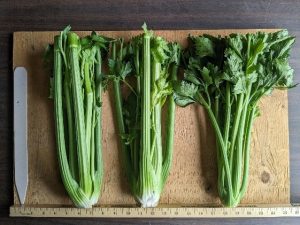 Three bunches of Titus celery to show cultivar traits