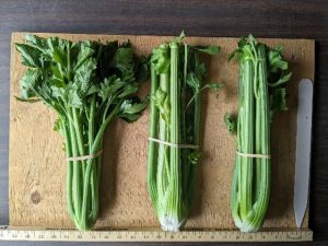 Three bunches of Titus celery banded together