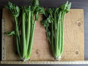 Two bunches of Victoria celery to show cultivar traits