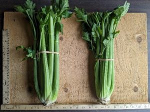 Two bunches of Victoria celery banded together