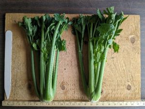 Two bunches of Waltz celery to show cultivar traits