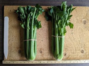 Two bunches of Waltz celery banded together