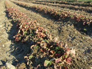 Strawberry plants with reddish leaves, collapsing onto the soil to indicate dormancy for the winter.