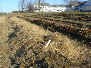 Straw covering strawberry plants to protect the dormant plants over the winter.