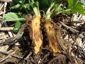 Close up of the root of a strawberry plant showing dead tissue due to winter injury.