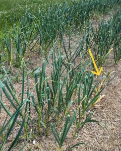 Field of garlic leaves with yellowing tips due to fungal pathogens.