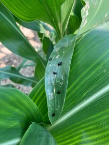 Close up of small black corn flea beetles on corn stalks, showing chewing holes in the leaf.