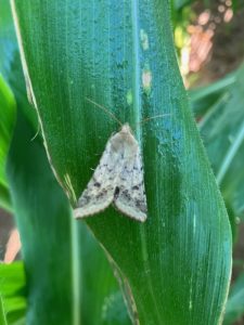 Close up of corn earworm moth on a corn leaf.