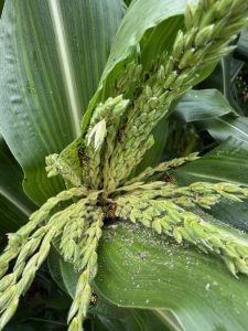 Close up of corn tassels with wasps attracted to the honeydew left by aphids.
