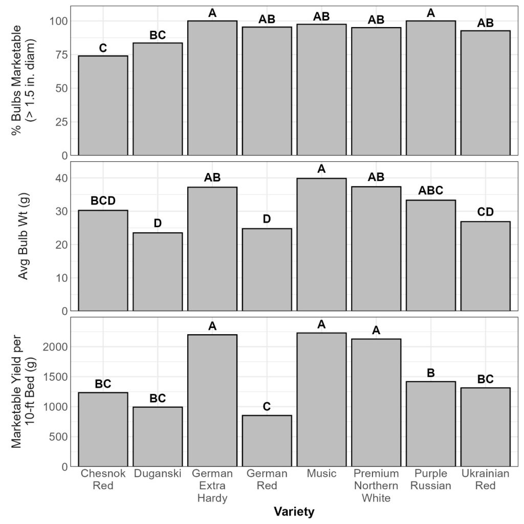 Bar graphs showing the garlic bulb size, average bulb weight and marketable yield for several garlic varieties, explained in the text of the evaluation report.