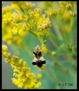 Photo of an Ambush Bug resting on some goldenrod flowers