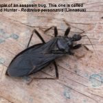 a type of Assasin Bug called a Masked Hunter