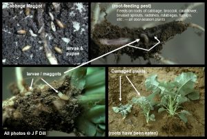 A composite of four images of Cabbage Maggot larvae with one of the images showing two examples of some young cabbage plants with a noticeable lack of roots compared to one undamaged plant.