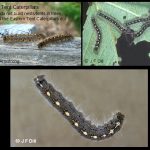 ForestTentCaterpillars