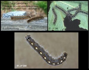 ForestTentCaterpillars